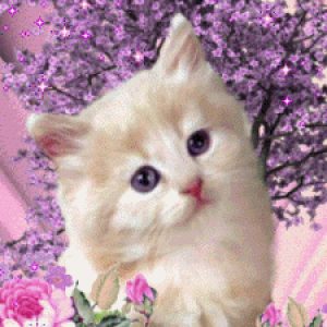 Profile photo of Patricia B. 🐱🎵🍁
