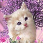 Profile photo of Patricia B. 🐱🎵🍁