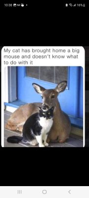 cat and mouse