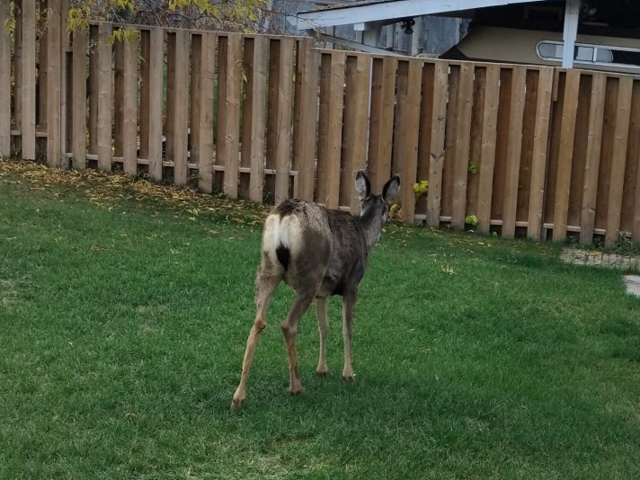 deer Oct12 24