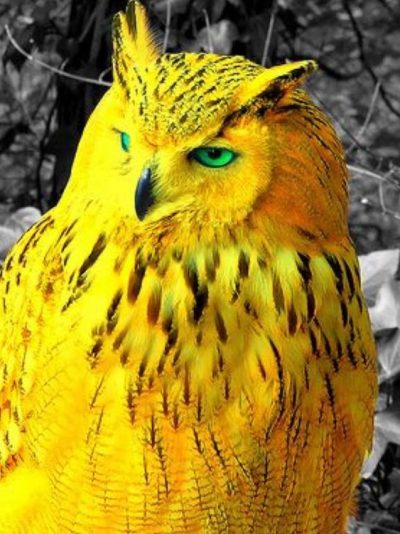 goldenowl