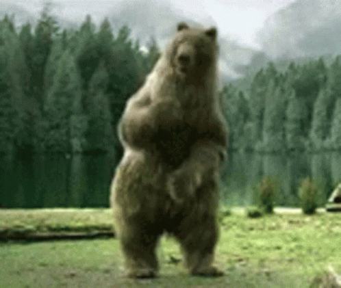 beardance gif